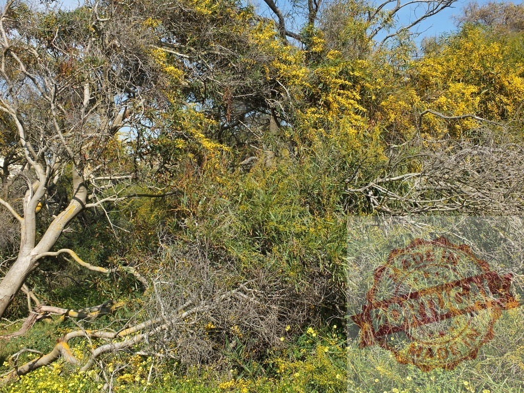 Acacia trees blooming yellow flowers in spring landscape | Acacia trees blooming with yellow flowers on a sunny spring day - Realized with Pictrs.com
