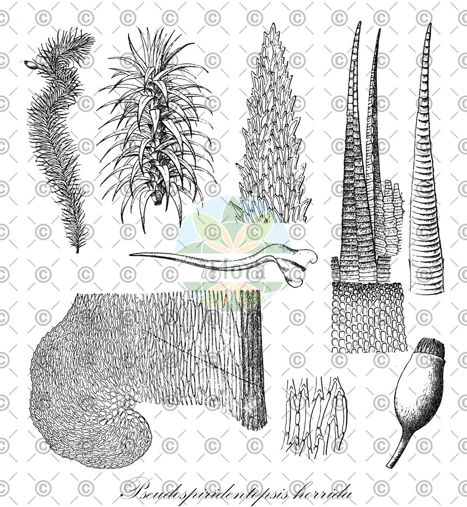 HistAbb_wfo-0000393818_2_ENZY_Simple | Historische Abbildung von Pseudospiridentopsis horrida - Meteoriaceae | Historical Illustration of Pseudospiridentopsis horrida - Meteoriaceae