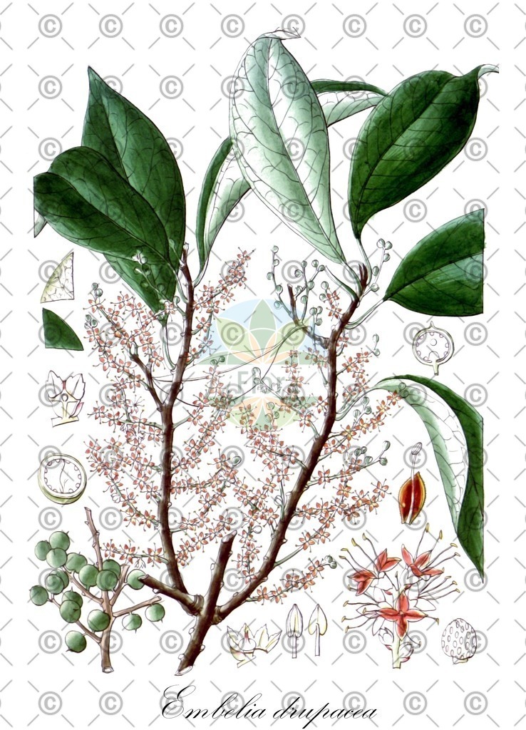 HistAbb_wfo-0000667046_1_ENZY_Simple | Historische Abbildung von Embelia drupacea - Primulaceae | Historical Illustration of Embelia drupacea - Primulaceae