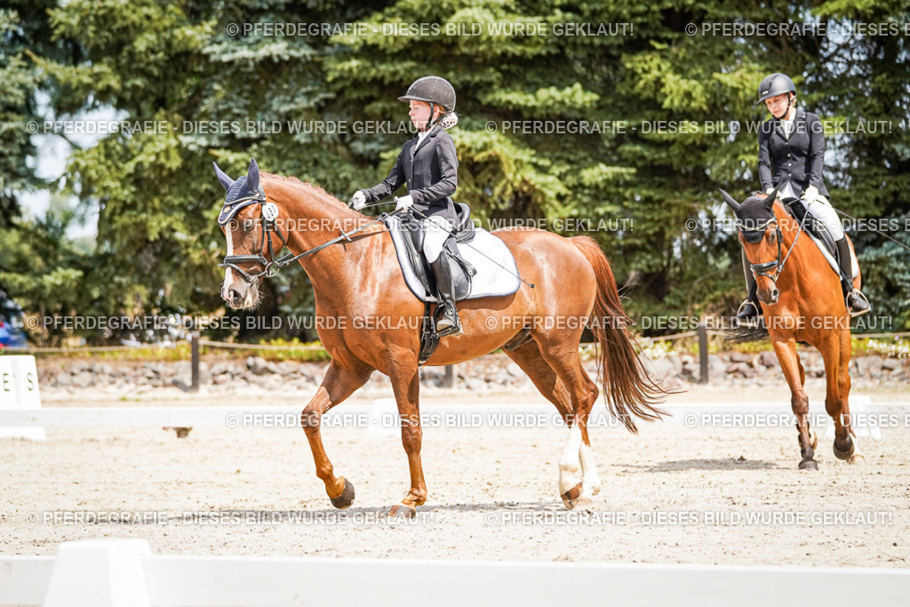 DSC03362 | Pferdegrafie