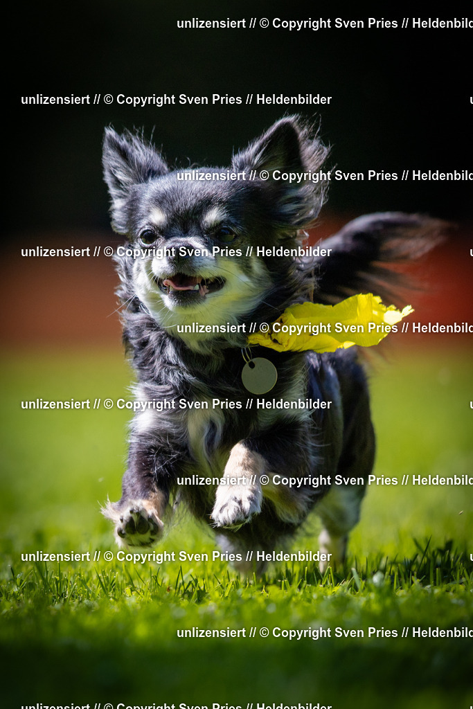 Sven Pries | 2025-08-10 - Hunderennen Durlach - Realisiert mit Pictrs.com