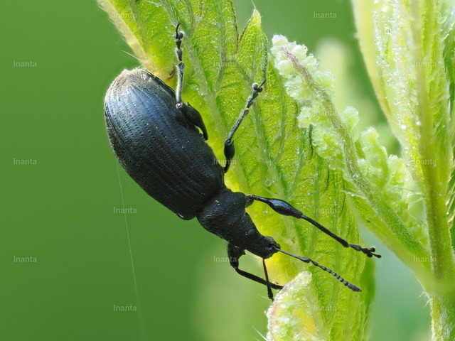 Schwarzbeiniger Dickmaulrüssler (Otiorhynchus morio) | Der Schwarzbeinige Dickmaulrüssler (Otiorhynchus morio) ist ein 10–15 mm großer, schwarzer Rüsselkäfer mit deutlichen Punktstreifen auf den Flügeldecken. Er gehört zur Gattung der Dickmaulrüssler und kommt vor allem in Wäldern der montanen und subalpinen Zone vor. –  – The Black-legged Weevil (Otiorhynchus morio) is a 10–15 mm black weevil with distinct punctured striae on the elytra. It belongs to the genus of broad-nosed weevils and is mainly found in forests of the montane and subalpine zones. - Realisiert mit Pictrs.com
