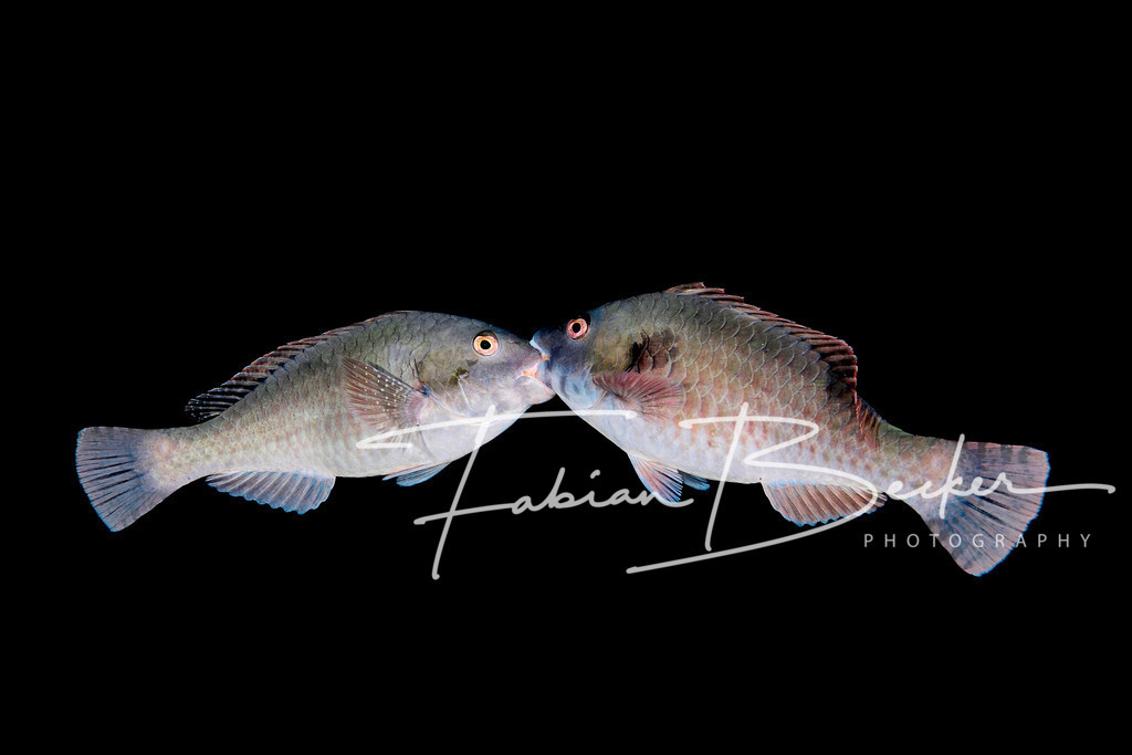 Biss! | Einzigartige Wandbilder von faszinierenden Unterwasserwelten. Exklusive Kunst für Empfangsbereiche, Wohnraum oder Wartezimmer. - Realisiert mit Pictrs.com