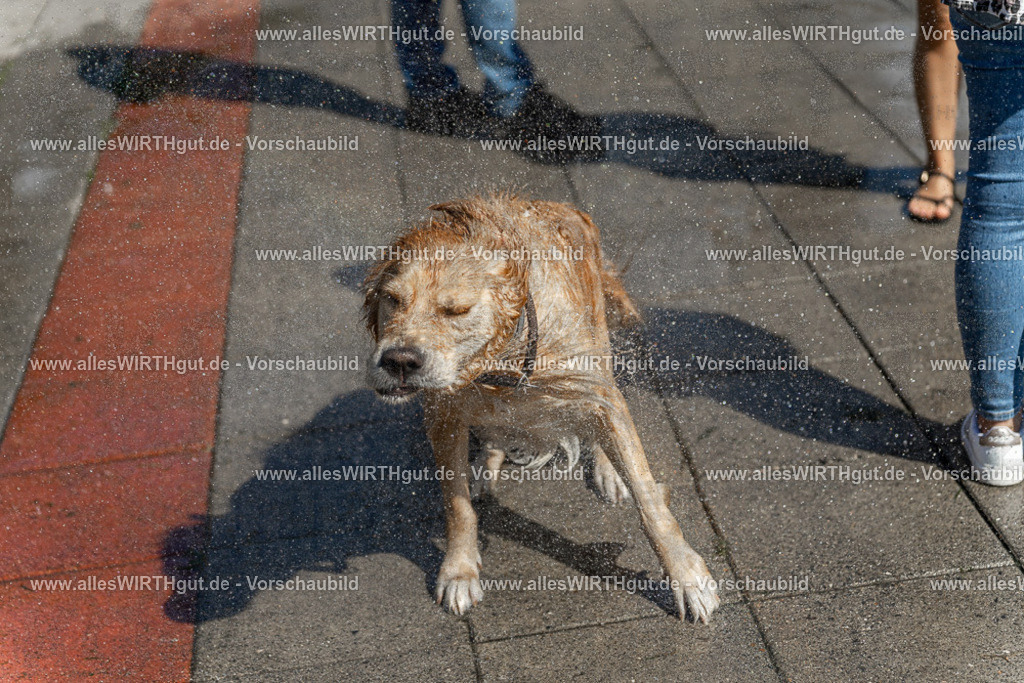 Hundeschwimmen_Volksbad_2026-allesWIRTHgut_Tierfotografie-2609061241-115156-7R500139 | Professionelle Tierfotografie in Mönchengladbach von Daniel Wirth (allesWIRTHgut). Liebevolle & natürliche Bilder von Hunden & Katzen für unvergessliche Erinnerungen.