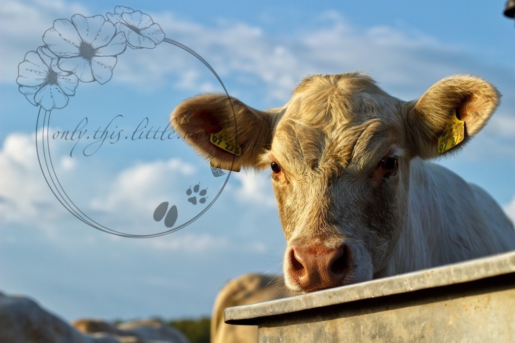 IMG_7338-01 | only.this.little.world - Realisiert mit Pictrs.com