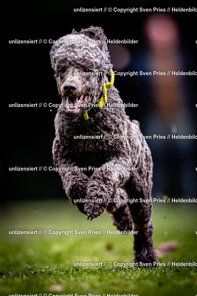 Sven Pries | 2025-10-03 - Hunderennen Obergrombach - Realisiert mit Pictrs.com