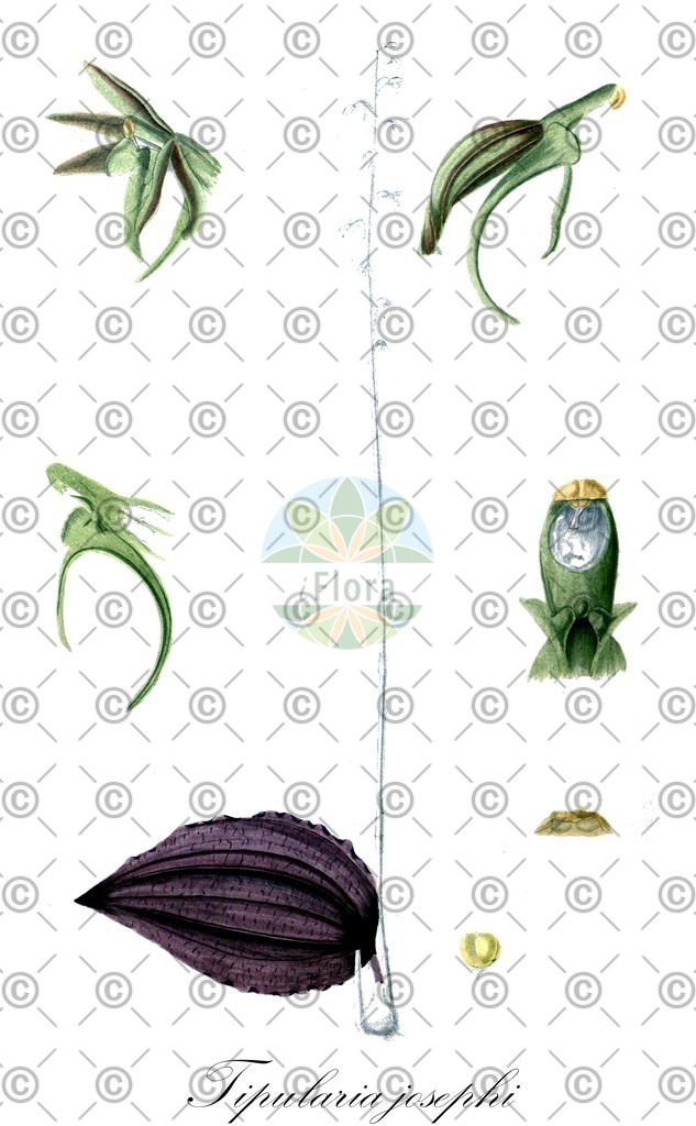 HistAbb_wfo-0001292386_1_ENZY_Simple | Historische Abbildung von Tipularia josephi - Orchidaceae | Historical Illustration of Tipularia josephi - Orchidaceae