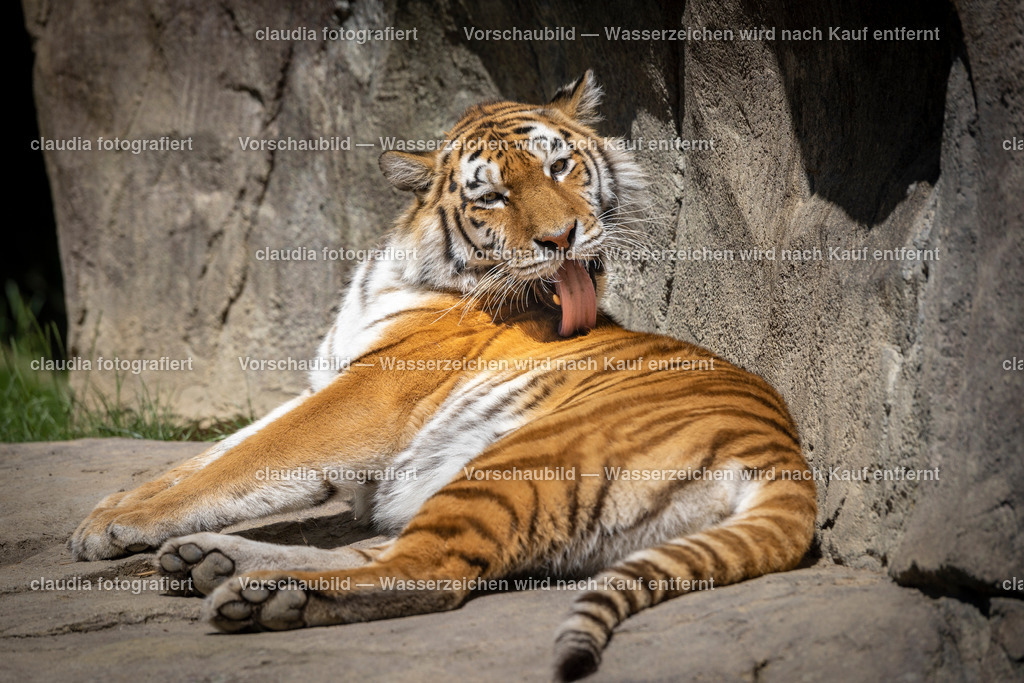 DSC_4573 | 11.05.2022; Inland; Zuerich - Zoo Zuerich;
Vom Tiger werden neun verschiedene Unterarten unterschieden. Der Amurtiger ist die groesste und zugleich die am noerdlichsten verbreitete Unterart.
(Claudia Minder/claudia-fotografiert)
