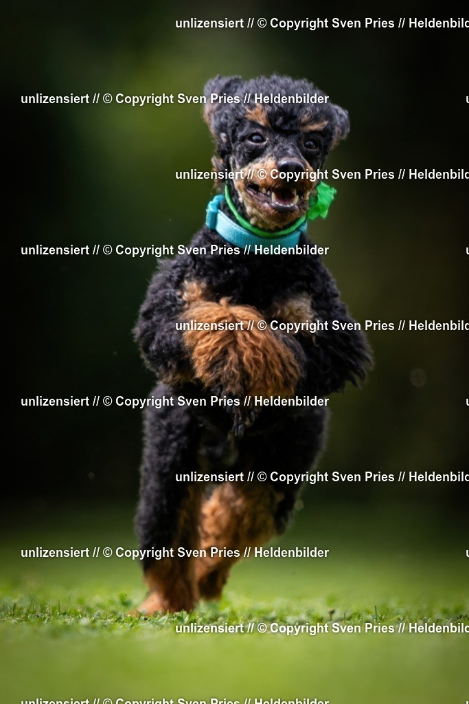 Sven Pries | 19. Allgemeines Hunderennen Karlsruhe Durlach - Realisiert mit Pictrs.com