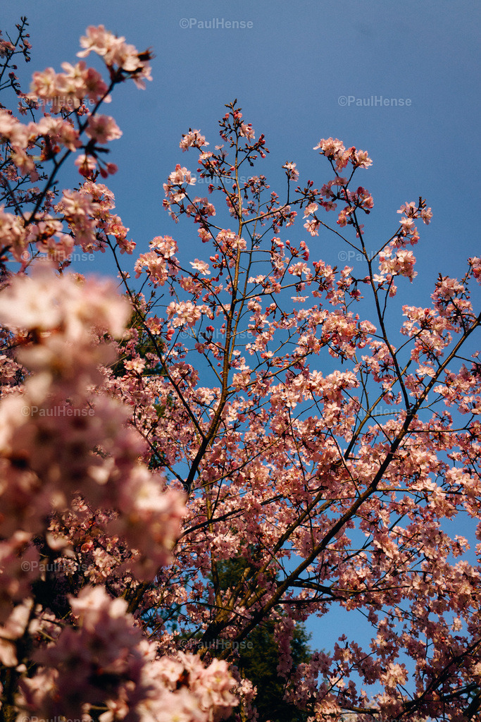 20220324_PaulHense_S0020_DSC03482 | paulhense - Realisiert mit Pictrs.com