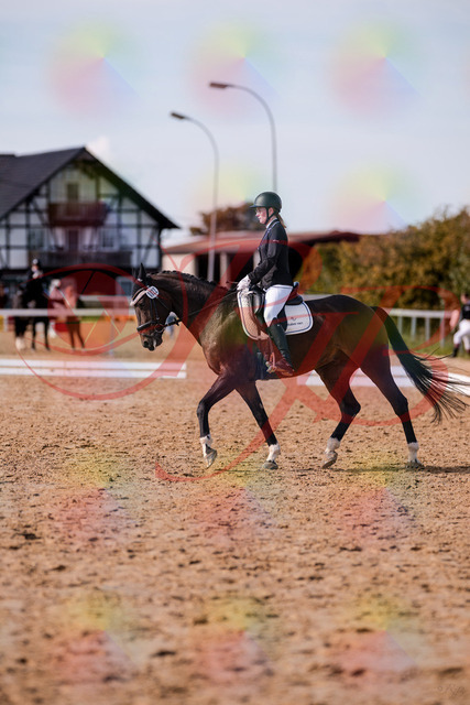 2026_10_03_Siefer-Hof_132604_Z81_78680009 | Professionelle Reitsport-, Turnier- und Eventfotografie von Robert Broda. Galerien mit ausgewählten und bearbeiteten Bildern direkt online ansehen und bestellen.