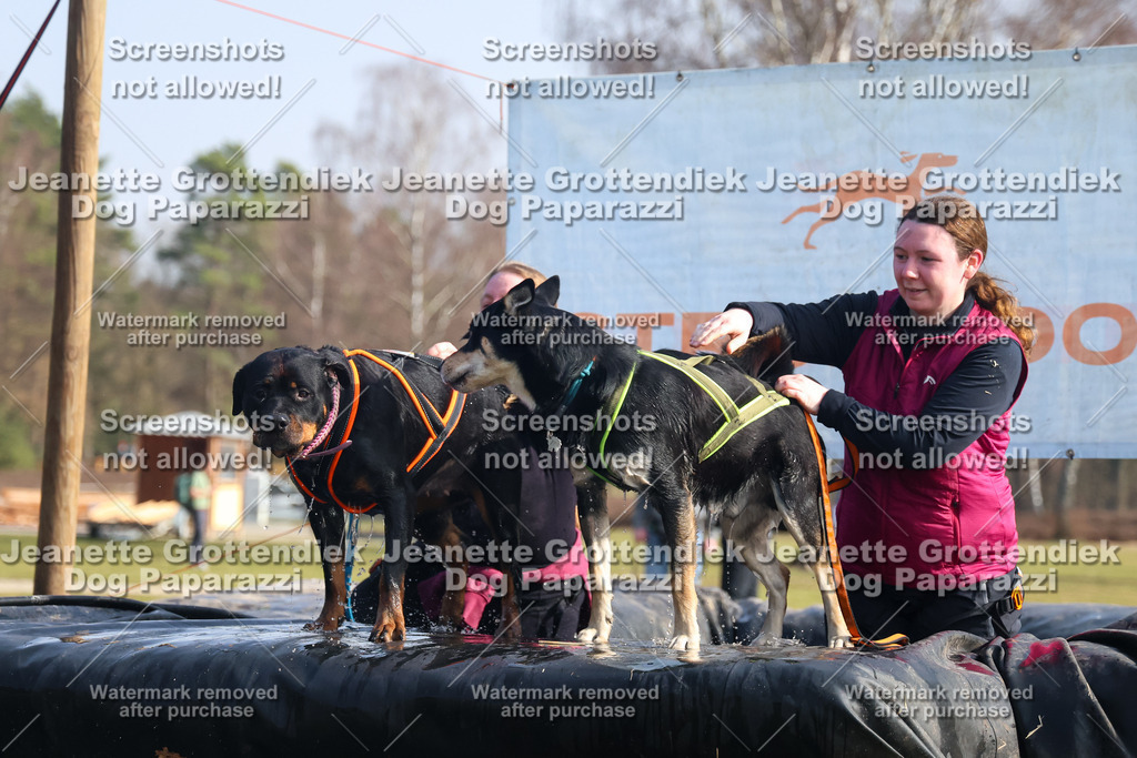 Dog Paparazzi - Strongdog North Mrz26-1672 | Dog Paparazzi Jeanette Grottendiek Fotografie & Videografie - Realisiert mit Pictrs.com
