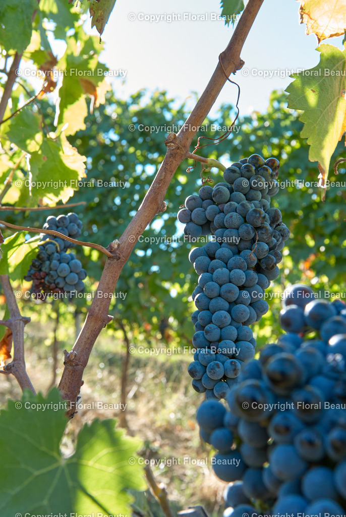 Weingut in Italien | Weintrauben an Rebstock in Italien - Realisiert mit Pictrs.com