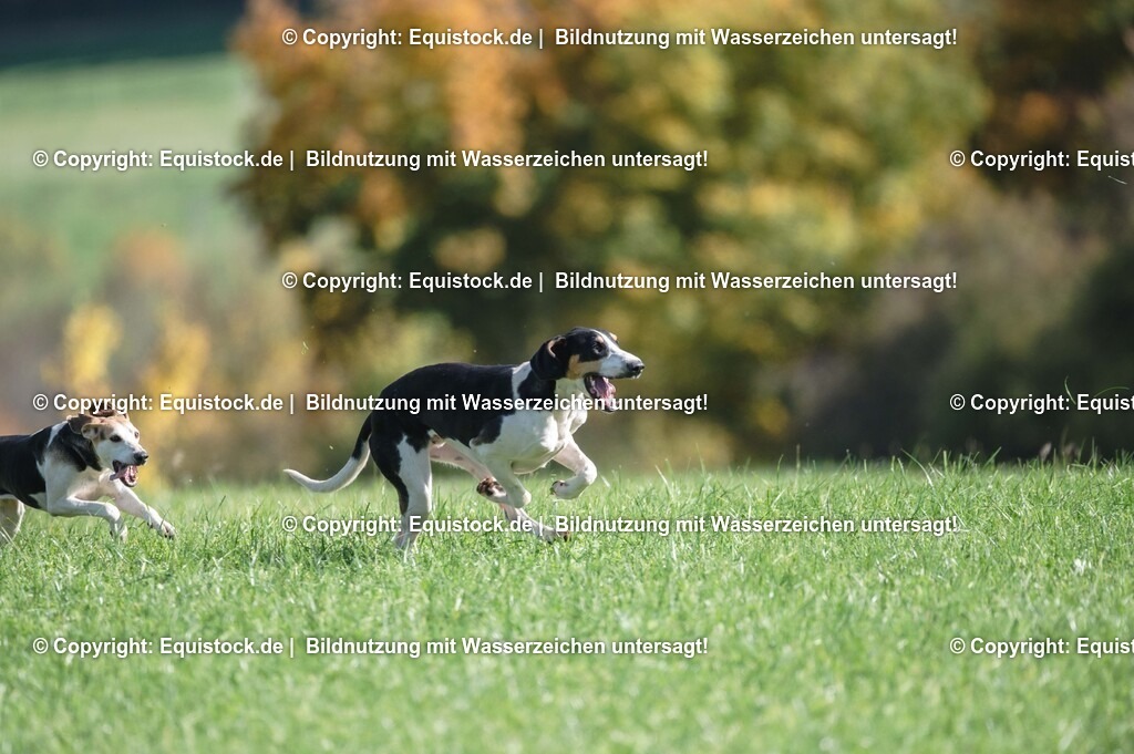 20251011_Jagd-Marbach_0395 | Foto: Thomas Hartig