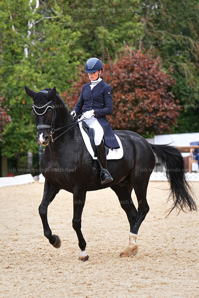 11-042-Dressur S___-StoibPH-1196 | working equitationturnier fotograf videograf stoibphotography marixx film working equitation deutschland reitsport turnierfotografie eventfotografie equestrian events