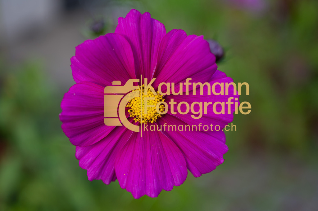 Paul_Garten_1021-1863 | kaufmannfoto - Realisiert mit Pictrs.com