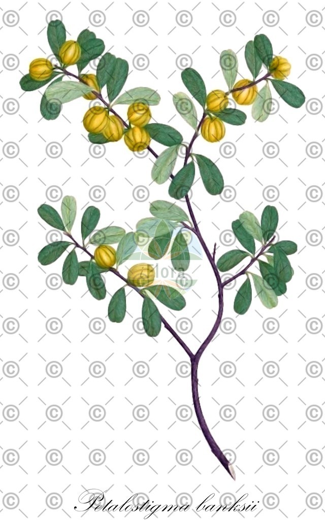 HistAbb_wfo-0000267768_3_ENZY_Simple | Historische Abbildung von Petalostigma banksii - Picrodendraceae | Historical Illustration of Petalostigma banksii - Picrodendraceae