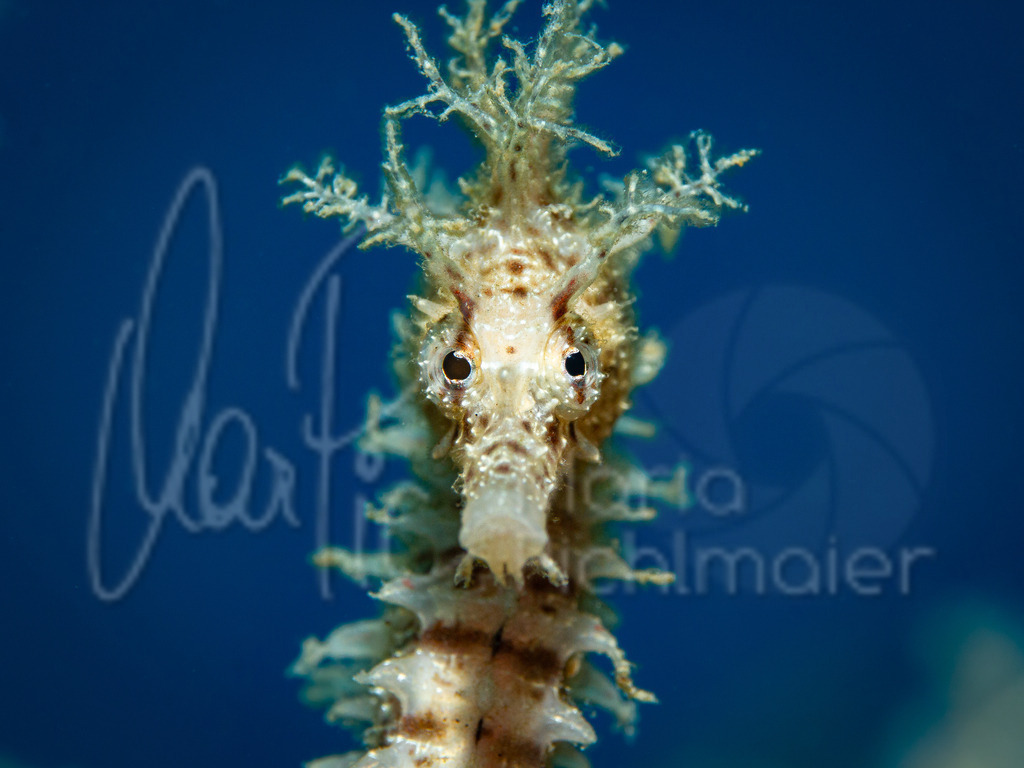 Hippocampus guttulatus | "Alea" seahorse / caballito de mar / Seepferdchen - Realisiert mit Pictrs.com