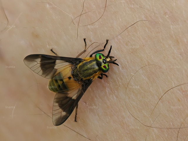 Goldaugenbremse (Chrysops relictus) | Die Goldaugenbremse (Chrysops relictus) ist eine 9–14 mm große, auffällig schwarz-gelb gezeichnete Bremse mit charakteristischen goldgrün schillernden Augen. Sie gehört zur Familie der Bremsen (Tabanidae) und fliegt vor allem von Mai bis August in feuchten und offenen Lebensräumen. –  – The Twin-lobed Deerfly (Chrysops relictus) is a 9–14 mm strikingly black-and-yellow horse fly with characteristic gold-green iridescent eyes. It belongs to the family Tabanidae and flies mainly from May to August in damp and open habitats. - Realisiert mit Pictrs.com
