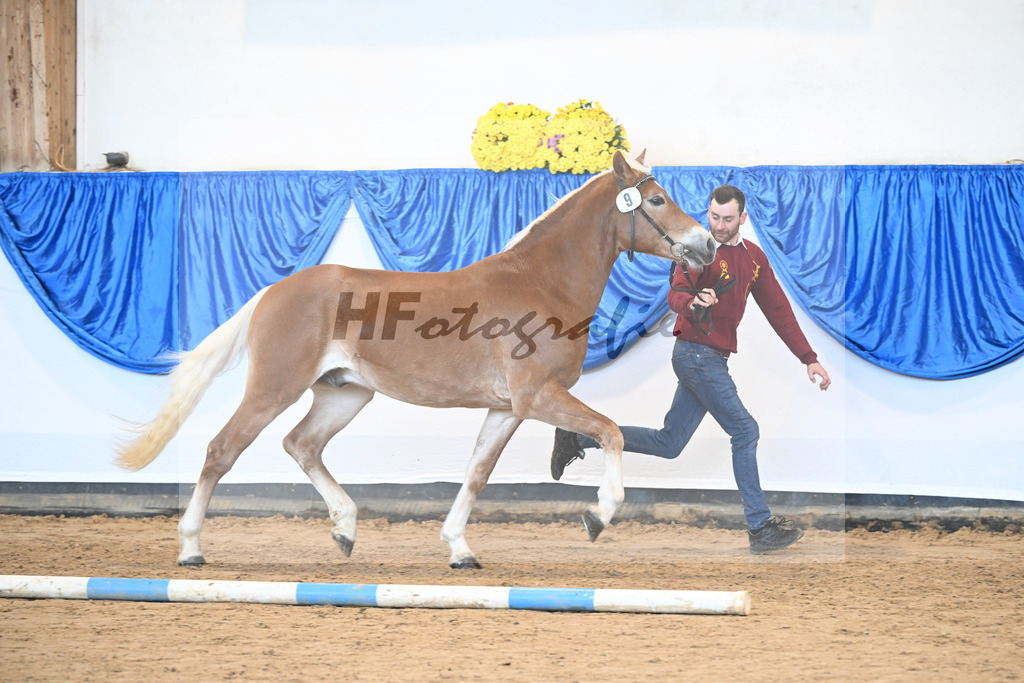 Kat-Nr. 9 nn v. Novastar_Heistinger_48250874 | hf-fotografie - Realisiert mit Pictrs.com