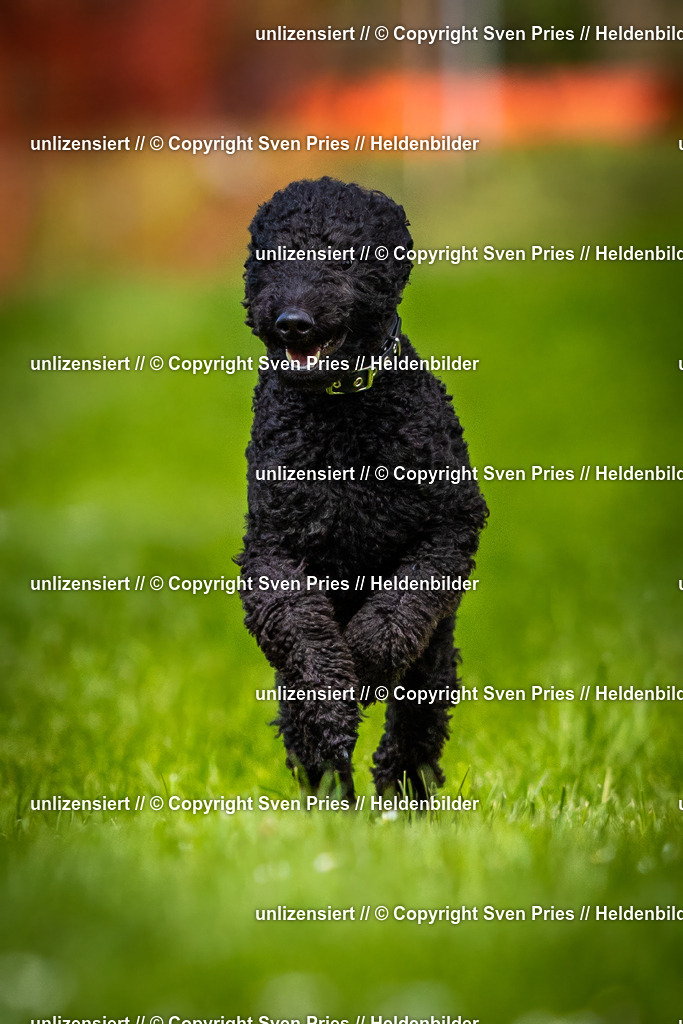 Sven Pries | 2025-04-13 - Hunderennen Baden-Baden - Realisiert mit Pictrs.com