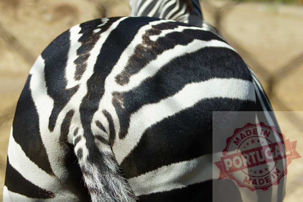 Zebra showing distinctive black and white stripes pattern | Zebra showing its unique black and white striped coat in nature - Realisiert mit Pictrs.com
