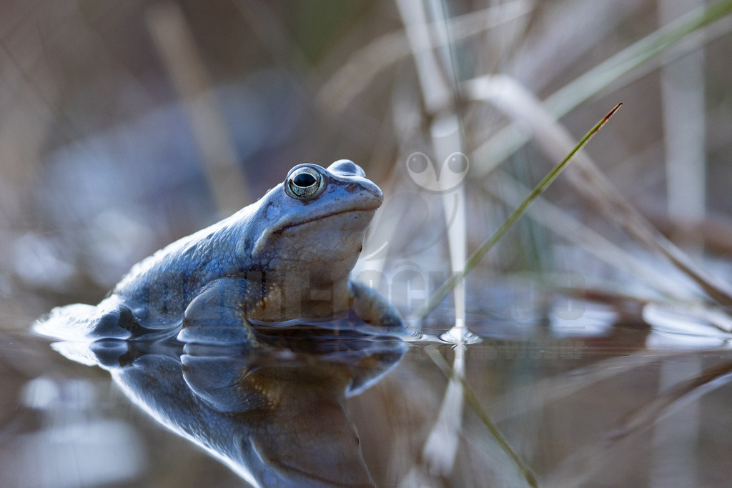 R5NF5026-20230316 | Der Moorfrosch gehört innerhalb der Ordnung der Froschlurche zur Familie der Echten Frösche und ebenso zur Gattung der Echten Frösche. Außerdem fasst man ihn nach Aussehen und Lebensweise mit anderen Arten zu den sogenannten Braunfröschen zusammen.  - Realisiert mit Pictrs.com