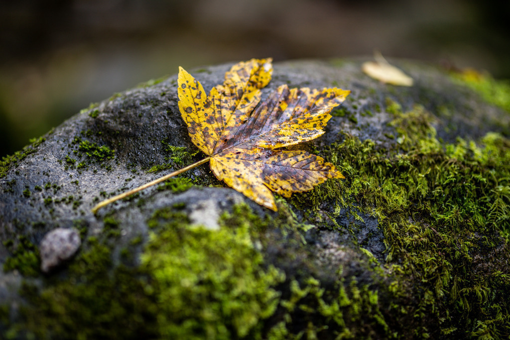 IMG_2057 | ehrlichefotos - Realisiert mit Pictrs.com