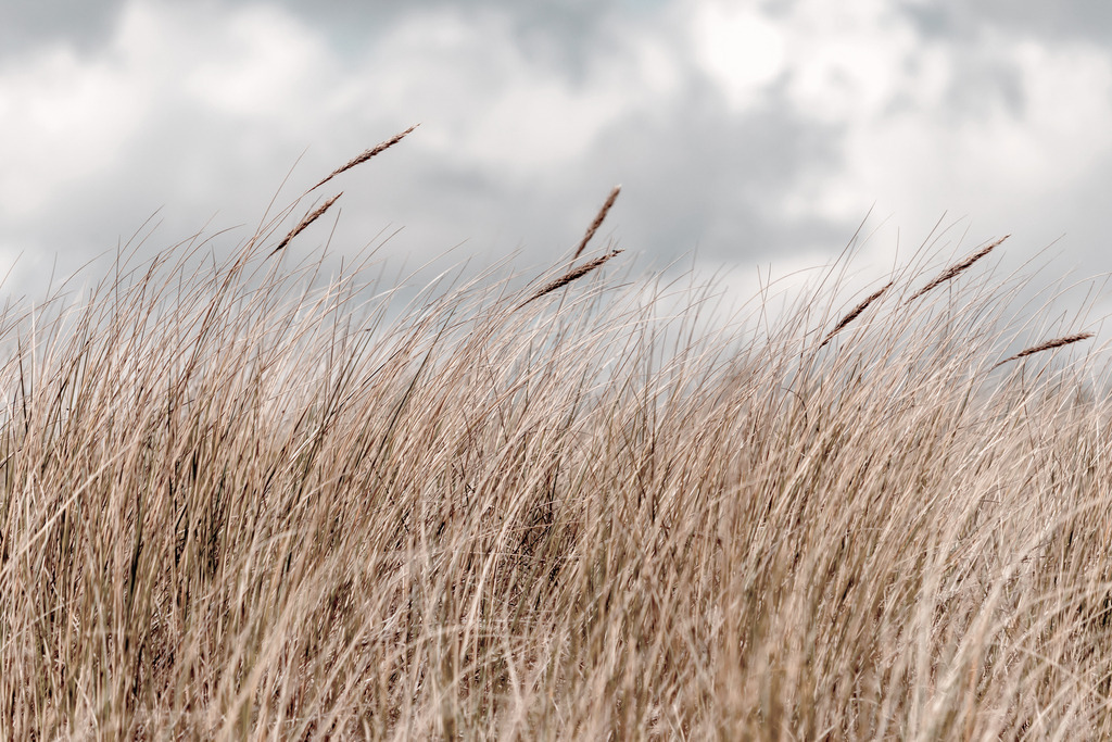 Wandbild: Strandhafer und Wolken | Dieses Wandbild im Querformat zeigt Strandhafer mit Ähren in einem schönen ruhigen Beige. Im Hintergrund ist der bewölkte Himmel in verschiedenen Grautönen zu sehen. Schaffen Sie sich ein maritimes Ambiente in Ihrem Wohnzimmer und holen Sie sich dieses stilvolle Wandbild. Es ist auf Leinwand, Aluminium-Platte, Acrylglas oder als Holzdruck erhältlich. Die Wandbilder werden individuell für Sie in vielen Abmessungen produziert. Daher passen die Ostseekult Wandbilder immer perfekt an Ihre Wände. - Realisiert mit Pictrs.com