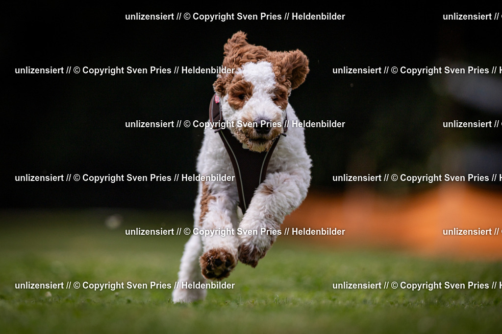Sven Pries | 19. Allgemeines Hunderennen Karlsruhe Durlach - Realisiert mit Pictrs.com