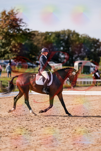 2026_10_03_Siefer-Hof_125505_Z81_43746515 | Professionelle Reitsport-, Turnier- und Eventfotografie von Robert Broda. Galerien mit ausgewählten und bearbeiteten Bildern direkt online ansehen und bestellen.