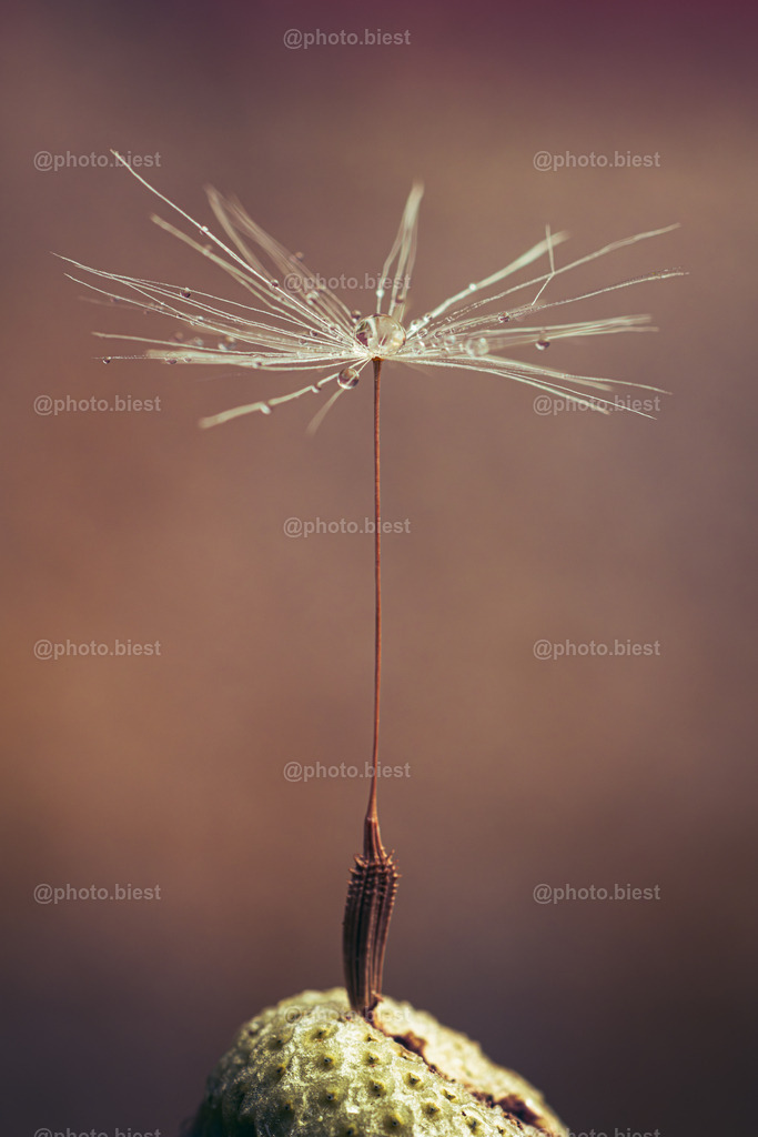 Die Ballerina | Ein einzelnes Samenschirmchen der Pusteblume mit kleinen Tropfen. - Realisiert mit Pictrs.com