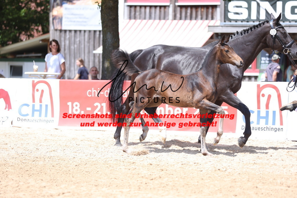 Fohlenschau_Schwäbisch_Hall_springbetonte_Fohlen_KN 29_4 | lmwpictures - Realisiert mit Pictrs.com