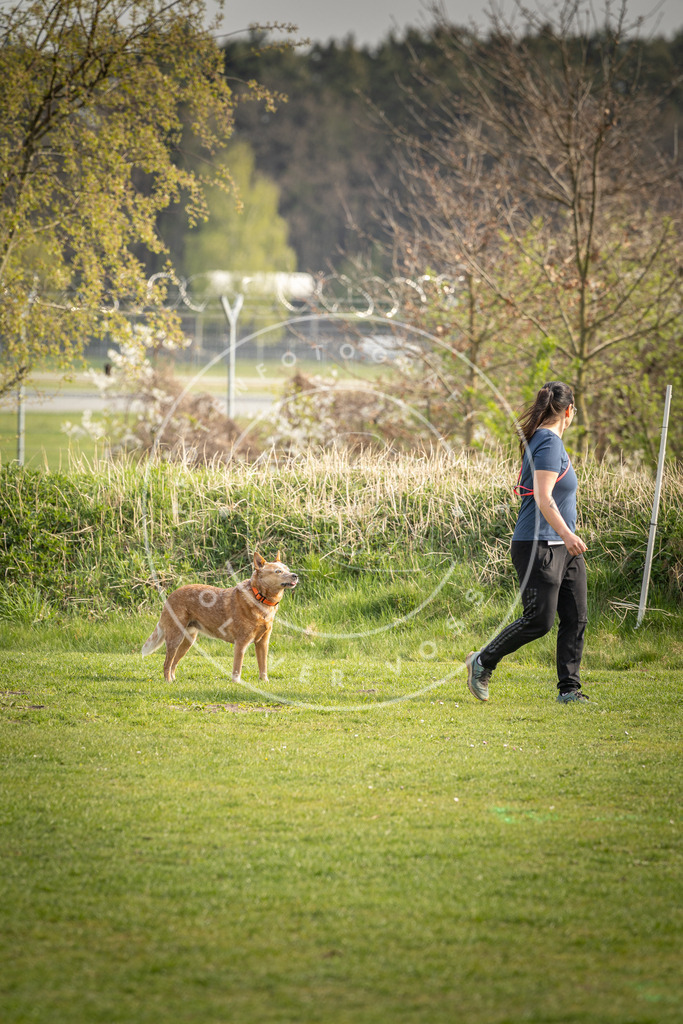 Pfotenfotografie_DV3A4985 | Hundefotografie, Tierfotograf, Pfotenfotografie, Fotoshooting Hund, Hunde Portrait, Hundesport, Hundeportraits, Heideshooting, Hunde, Sportfotograf, Hundefotograf, Turnierhundsport, THS,  - Realisiert mit Pictrs.com