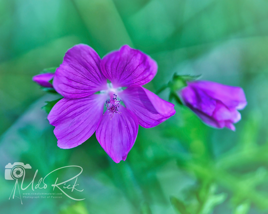 Moschus_Malve | Entdecken Sie Fotografie aus Leidenschaft: Auftragsfotografie, HD-Fotos, Geschenkartikel aus Ihren Bildern und vieles mehr. Beauftragen Sie uns für besondere Momente!