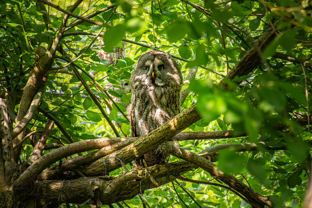 Tierpark Arth-Goldau-9835-Verbessert-RR-Bearbeitet | Holzisphotography, Landschaftsfotografie, Wildlifefotogorafie - Realisiert mit Pictrs.com