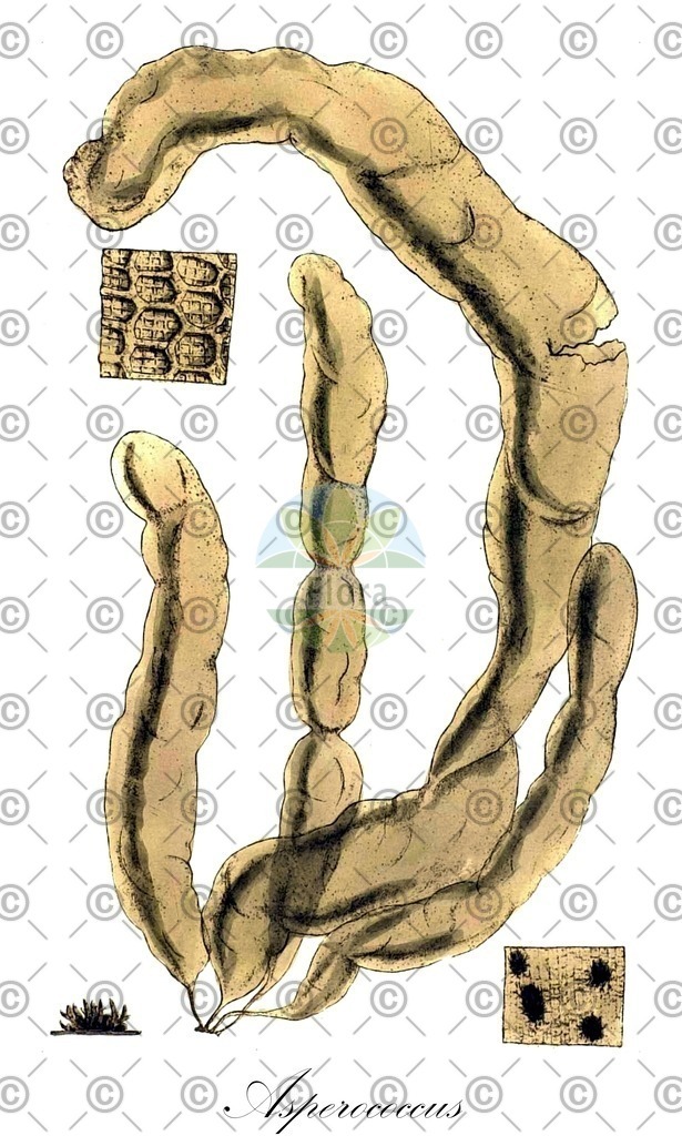 HistAbb_7NPVN_1_ENZY_Simple | Historische Abbildung von Asperococcus - Chordariaceae (0) | Historical Illustration of Asperococcus - Chordariaceae (0)