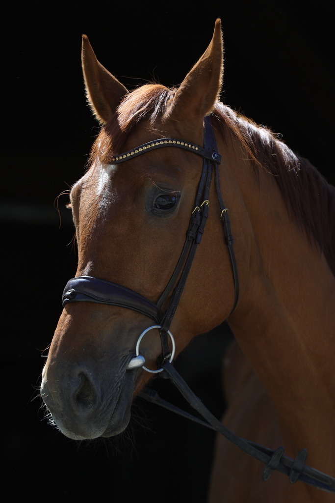 0P6A8936 | Willkommen bei Brunnmayr - Design & Fotografie – Ihrem Spezialisten für Reitturniere und Pferdeveranstaltungen in Oberösterreich, Salzburg und Bayern! Seit über 17 Jahren sind wir leidenschaftlich dabei.