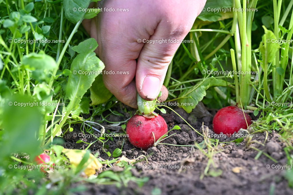 Biohof Berner_ Pupping_ 28.02.2023-5 | 28.02.2023, Pupping, AUT, Biohof Berner, im Bild André Berner (Biobauer) bei der Radieschen Ernte
