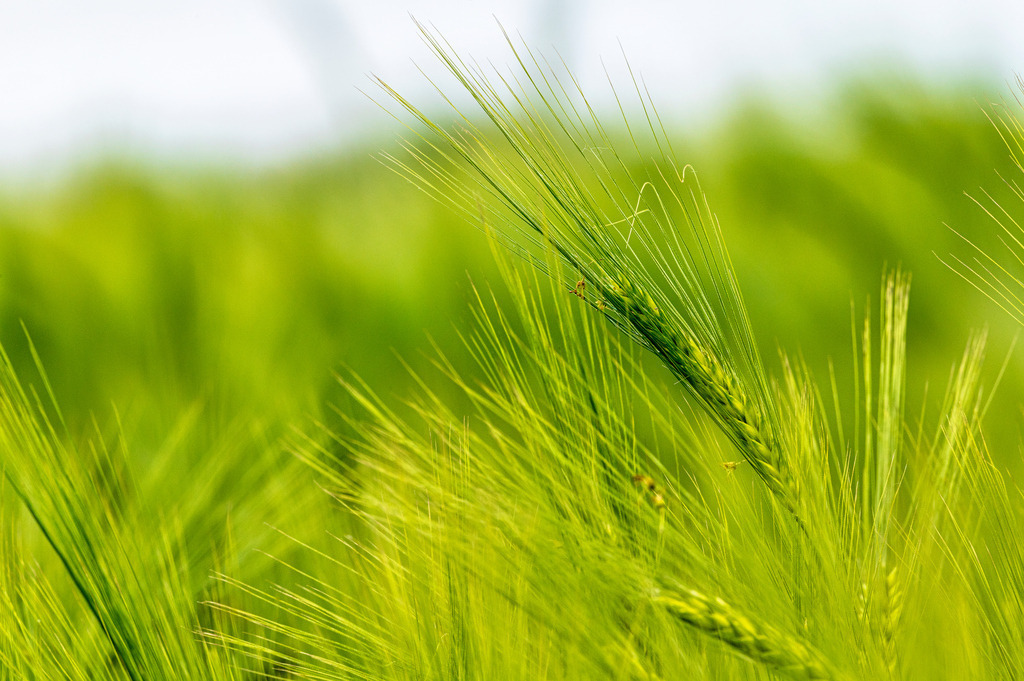 2022_05_31_DSC1943 | Hochwertig gedruckte Fotografien für die Wand, als Kalender und zum Verschenken. Hamburg & Norddeutschland und überall wo ich mit der Kamera unterwegs war.