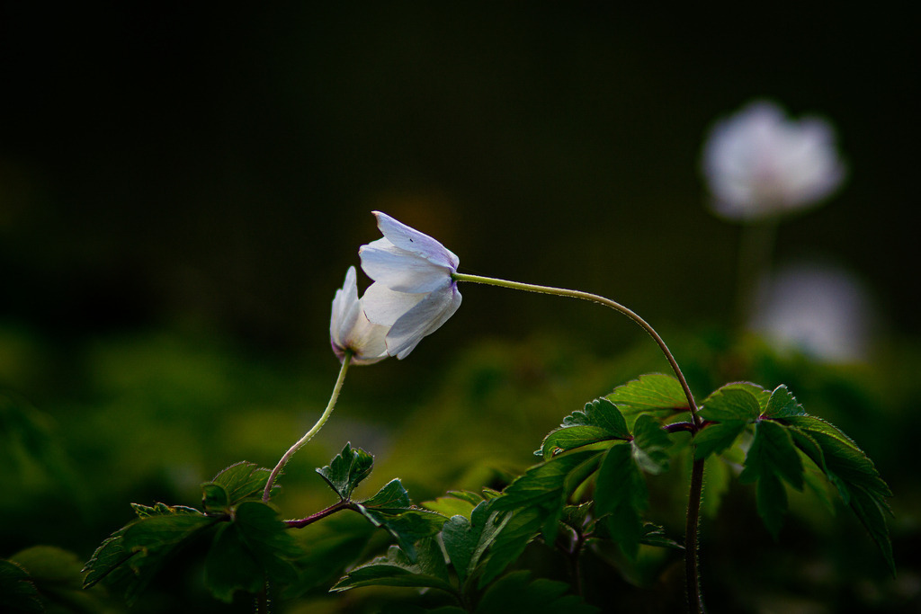 Küssende Blumen | Fotografie, Kärnten, Kunst, Wolfsberg, Lavanttal, mawe_gallery, Lodiaut_Photography, Wandbild, Poster, Posterdruck, Leinwand, Leinwanddruck - Realisiert mit Pictrs.com