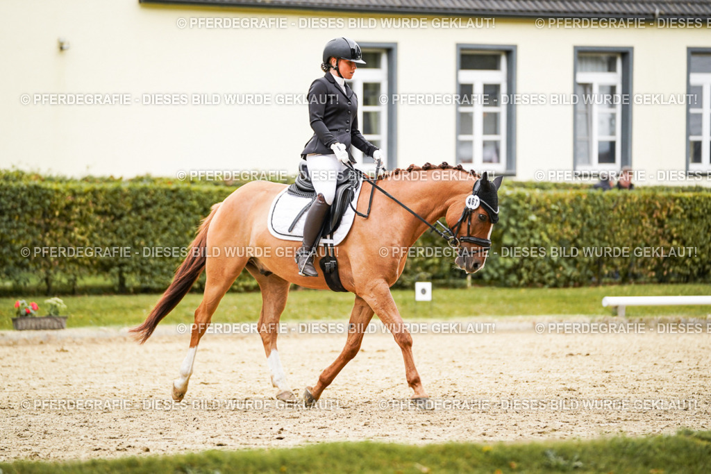 DSC08141 | Pferdegrafie