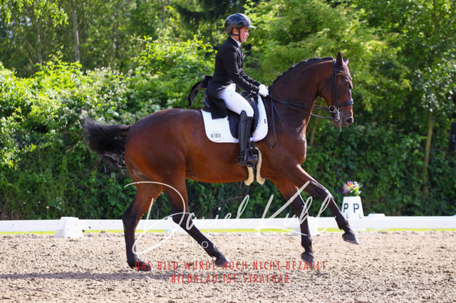 DKP41508 | Deine Turnierfotos vom Reitturnier online kaufen: Dressur, Springen & Siegerehrung. Professionelle Pferdefotografie aus dem Rheinland – als Download & Print.Alternative: Turnierfotograf für den Pferdesport: Finde deine Fotos von Dressur- und Springturnier
