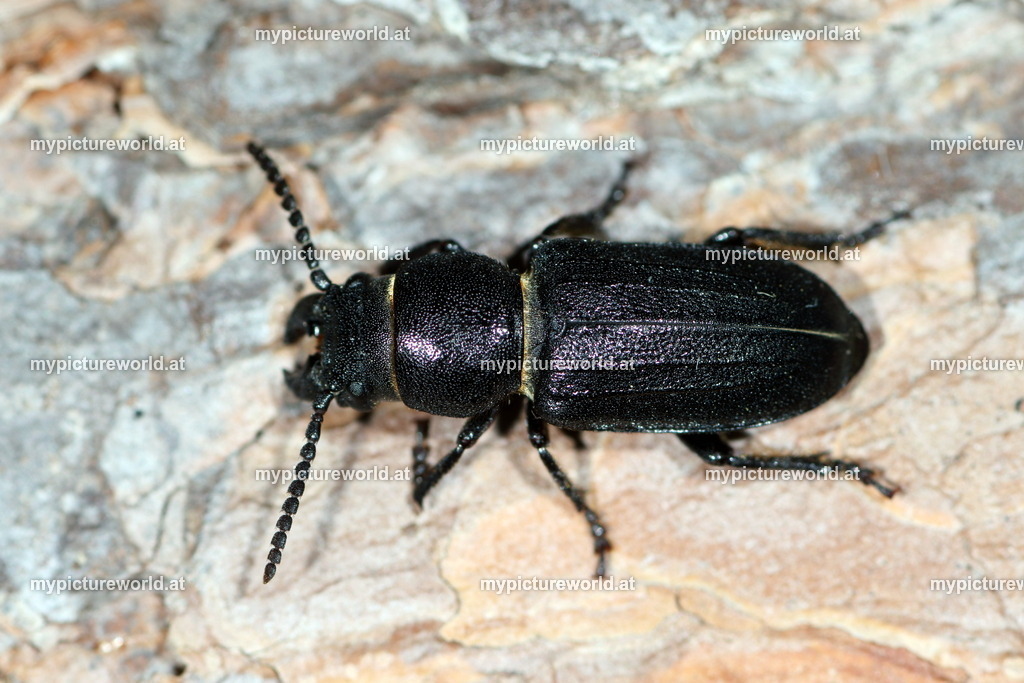 Spondylis buprestoides-005 | Das Bilderarchiv über Tiere, Planzen und Landschaften. In der Bilddatenbank finden Sie ein große Auswahl an hochwertigen Bilder für Ihre Werbung - Realisiert mit Pictrs.com