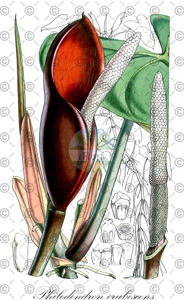 HistAbb_wfo-4000029237_1_ENZY_Simple | Historische Abbildung von Philodendron erubescens - Araceae | Historical Illustration of Philodendron erubescens - Araceae