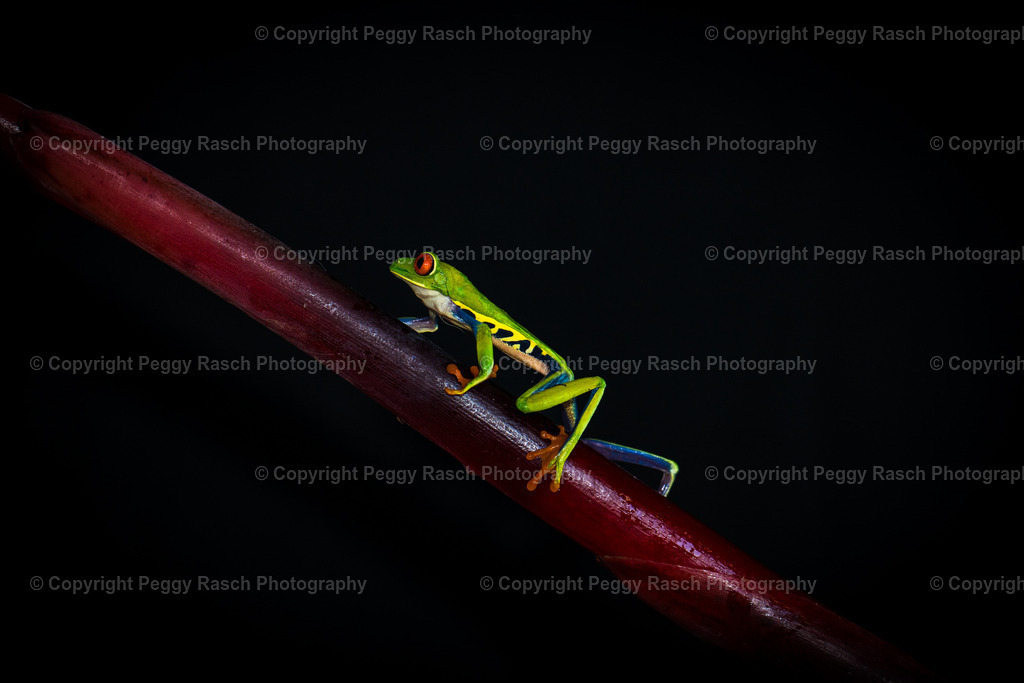 Frösche_Observatory_Lodge_groß (23 von 62) | PeggyRaschPhotography - Realisiert mit Pictrs.com