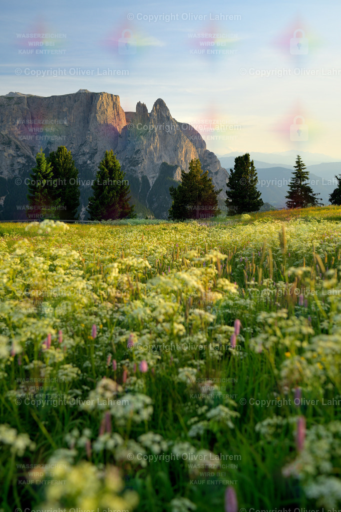 Der Schlern im Frühling | Blick von der Seiser Alm mit seinen blühenden Wiesen auf ein Wahrzeichen Südtirols, dem Schlern mit der Santnerspitze.