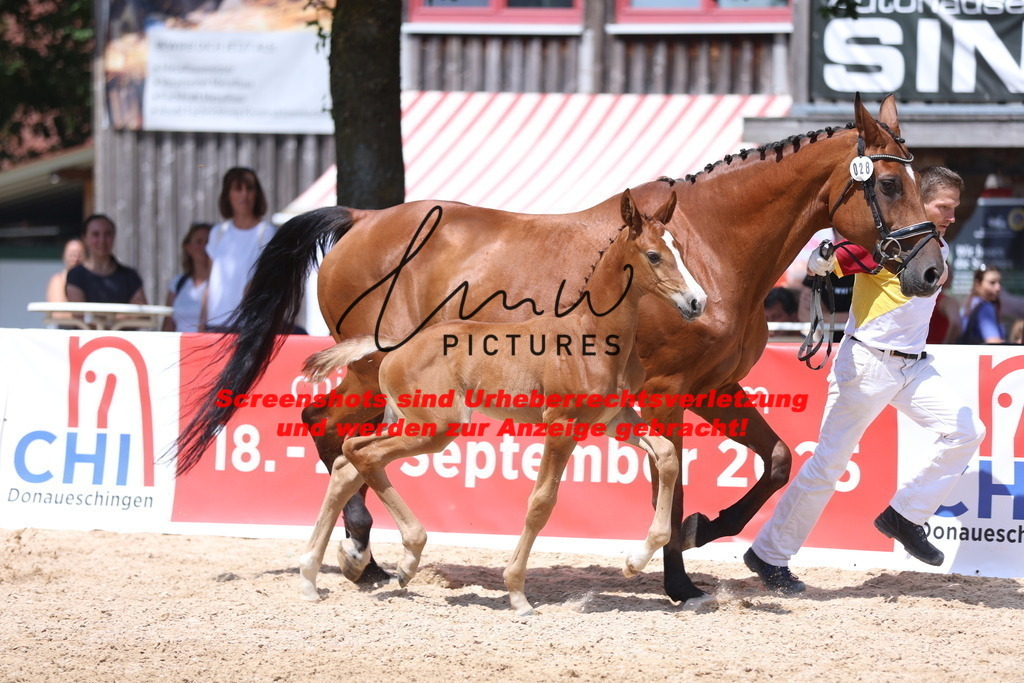 Fohlenschau_Schwäbisch_Hall_springbetonte_Fohlen_KN 28_10 | lmwpictures - Realisiert mit Pictrs.com