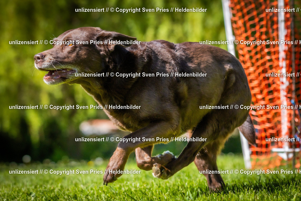 Hunderennen_April_2026_844 | 2026-04-26 - Hunderennen Baden-Oos April 2026 - Realisiert mit Pictrs.com