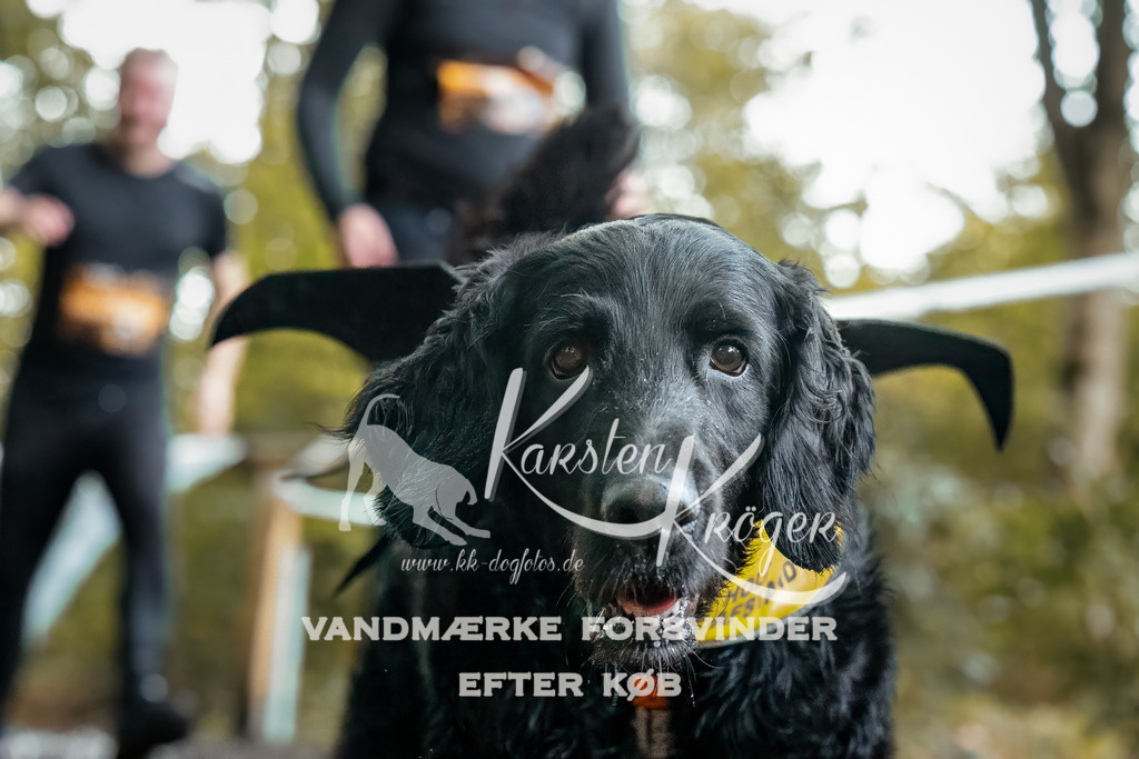 1407DZ6_1037-BearbeitetZ6 | kk-dogfotos